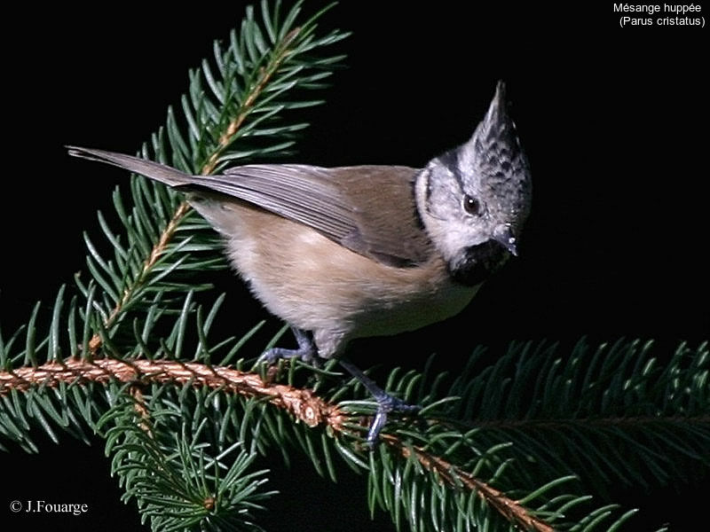 Mésange huppée