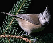 Crested Tit