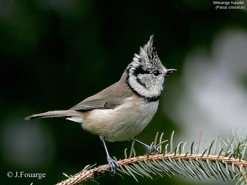 European Crested Tit