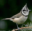 Mésange huppée