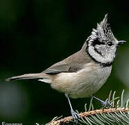 European Crested Tit