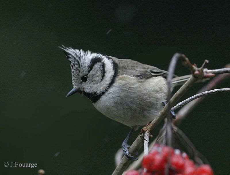 Mésange huppée