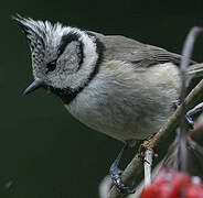 European Crested Tit