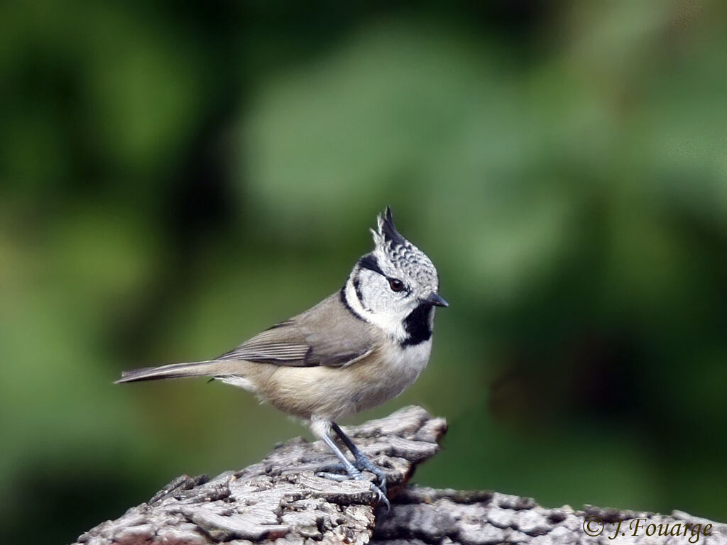 Mésange huppée, identification