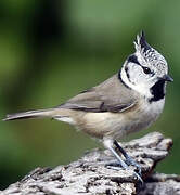 European Crested Tit