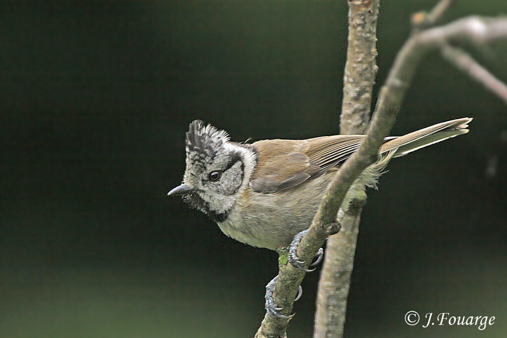 European Crested Titjuvenile