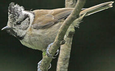 Mésange huppée