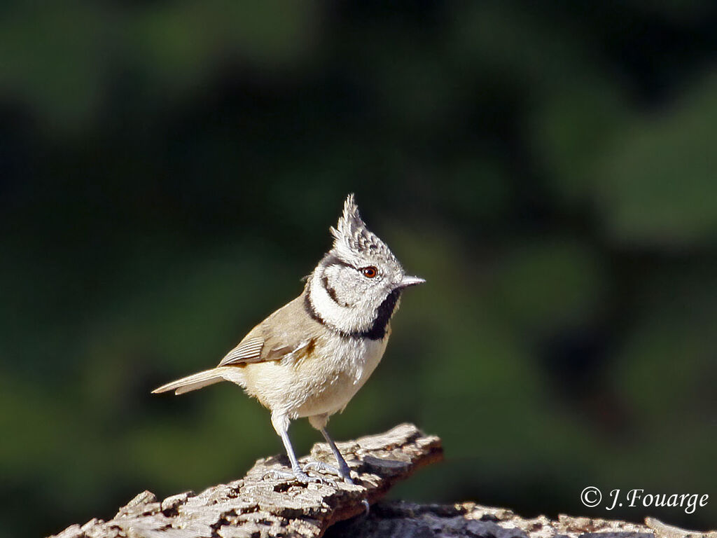 Mésange huppée, identification