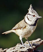 European Crested Tit