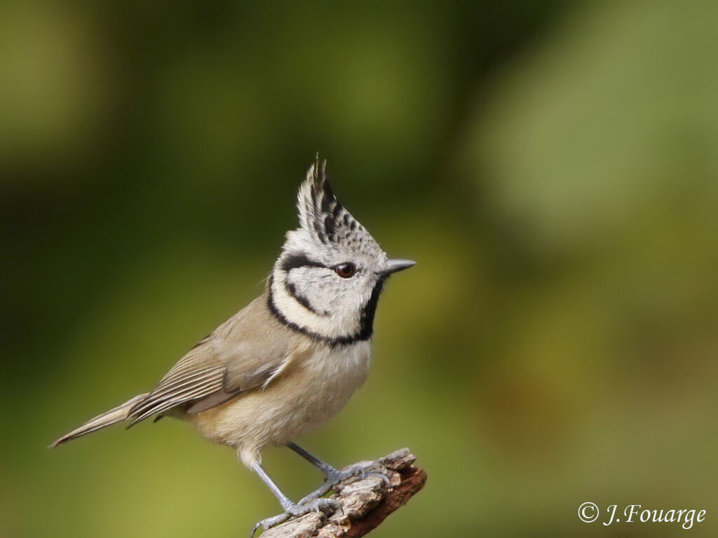 Mésange huppée, identification, Comportement