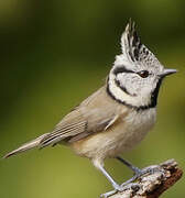 European Crested Tit