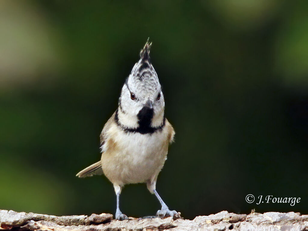 Mésange huppée