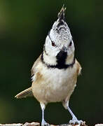 European Crested Tit