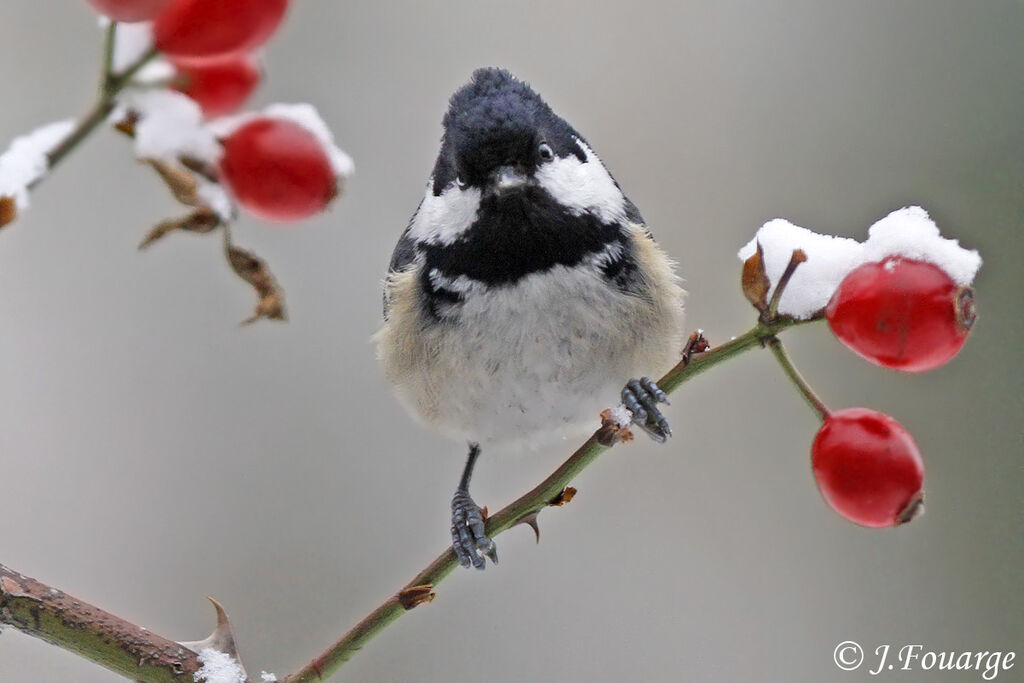 Coal Tit, identification