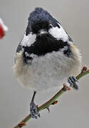 Coal Tit