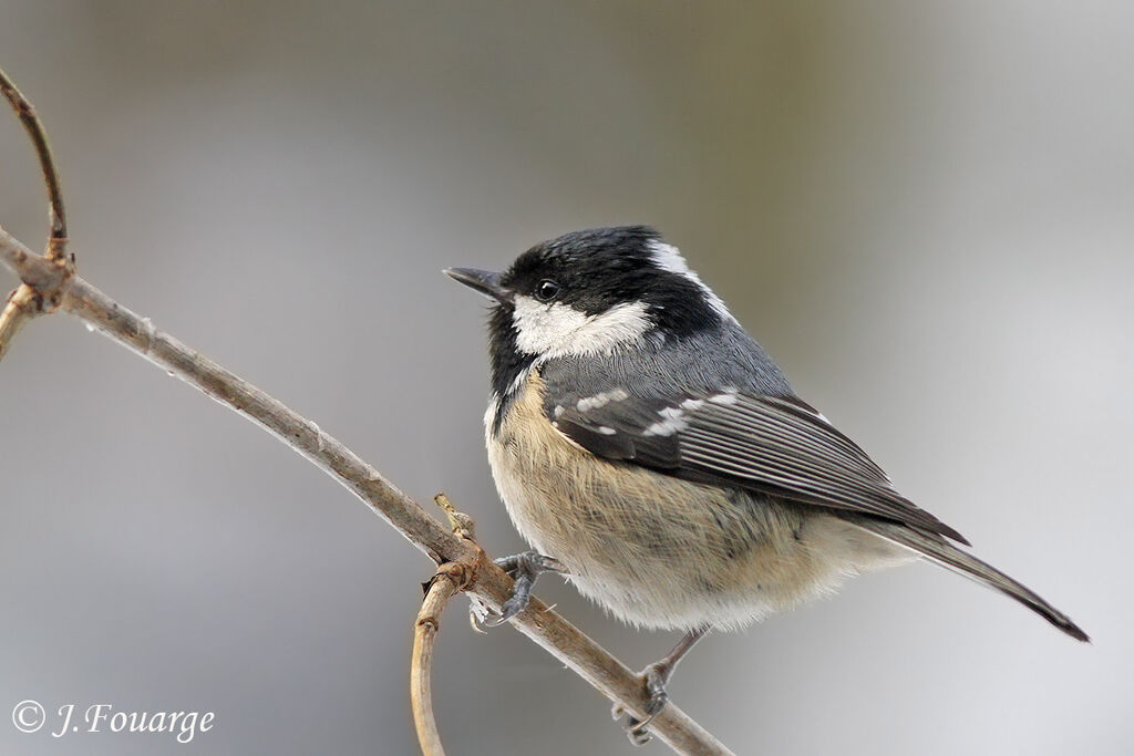 Coal Tit