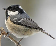 Coal Tit