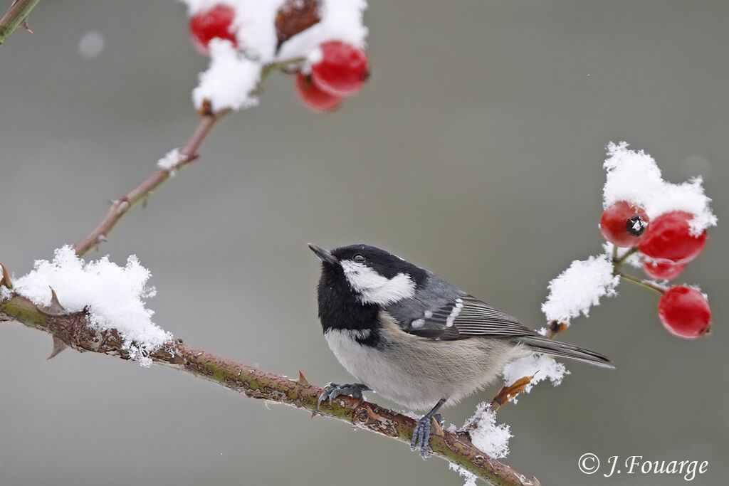 Coal Tit