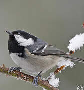 Coal Tit