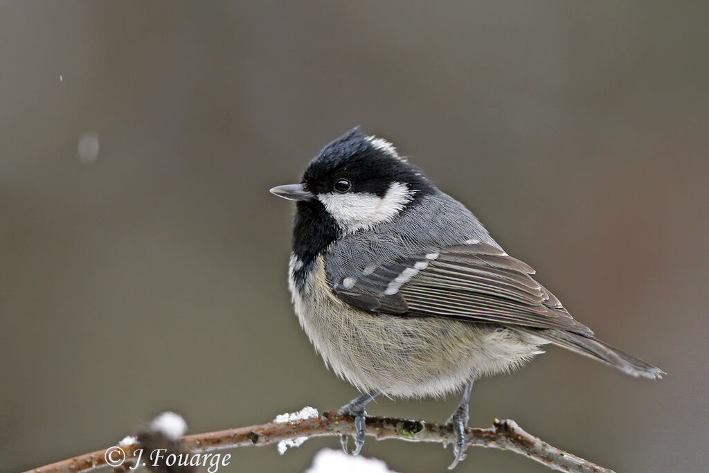 Coal Tit