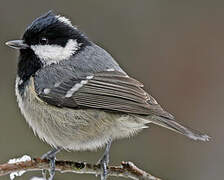 Coal Tit