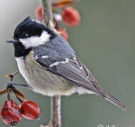 Coal Tit