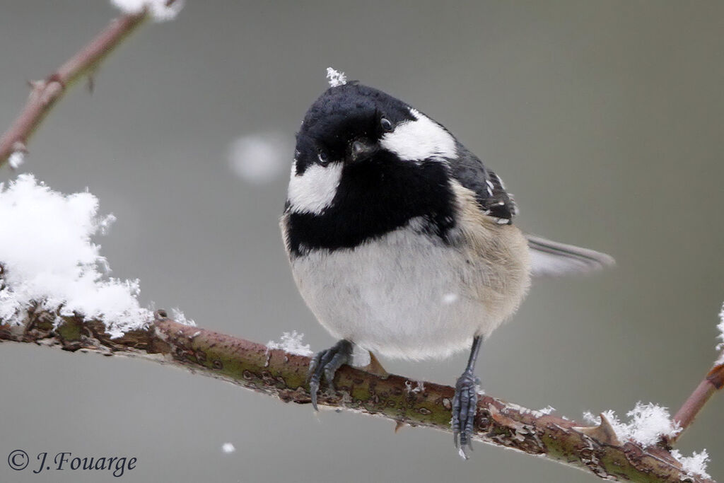 Coal Tit