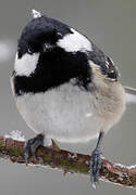 Coal Tit