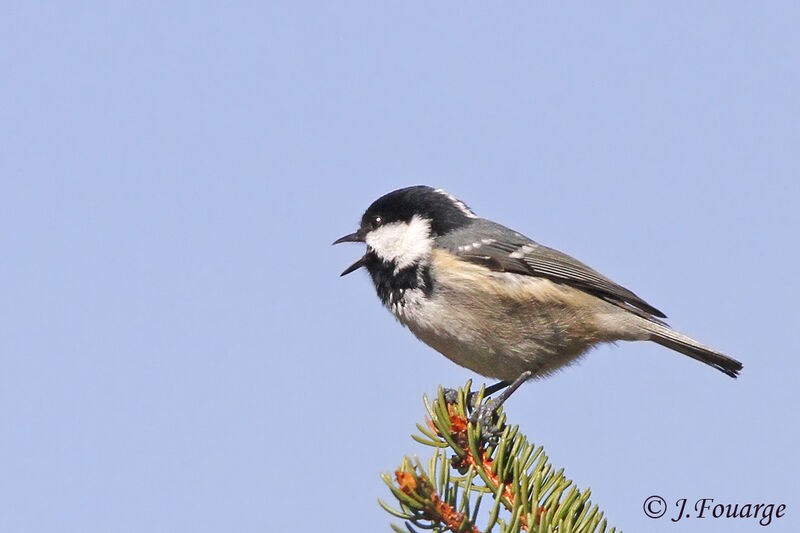 Coal Tit male adult, Reproduction-nesting, song