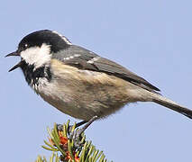 Coal Tit