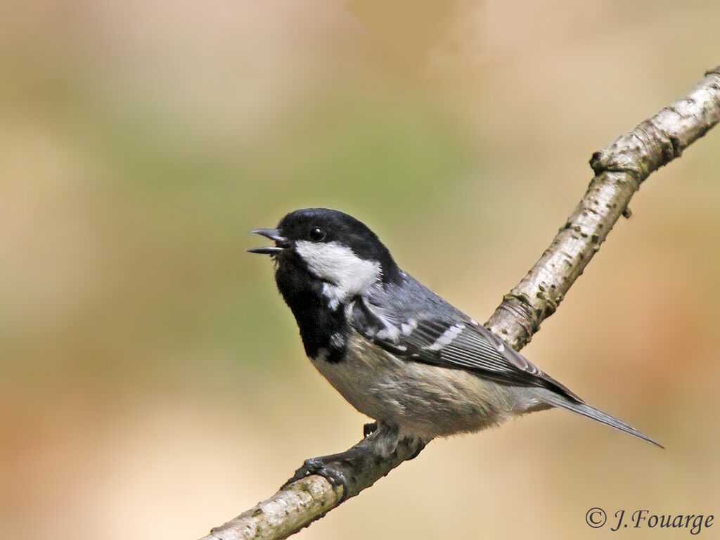 Mésange noireadulte, Nidification, chant