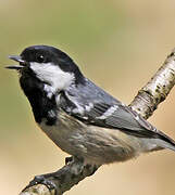 Coal Tit