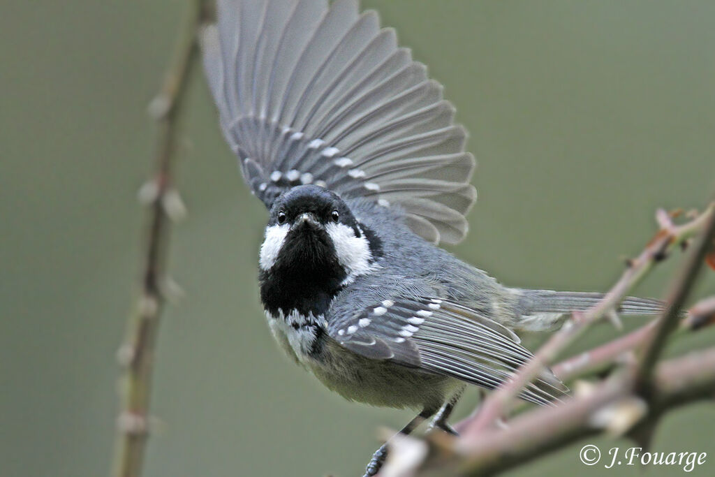 Coal Tit, Flight