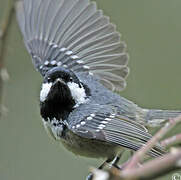 Coal Tit