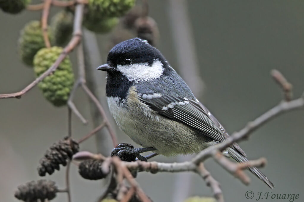 Mésange noire, identification