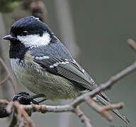 Coal Tit