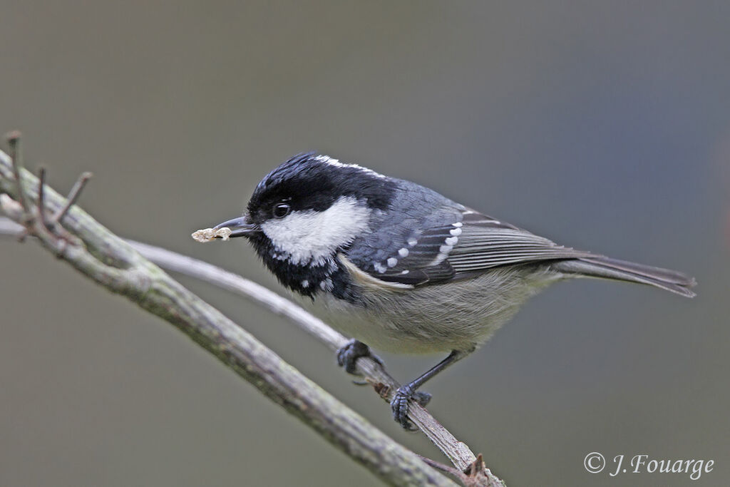 Coal Tit, identification, feeding habits, song