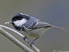 Coal Tit