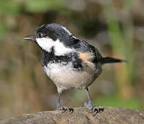 Coal Tit