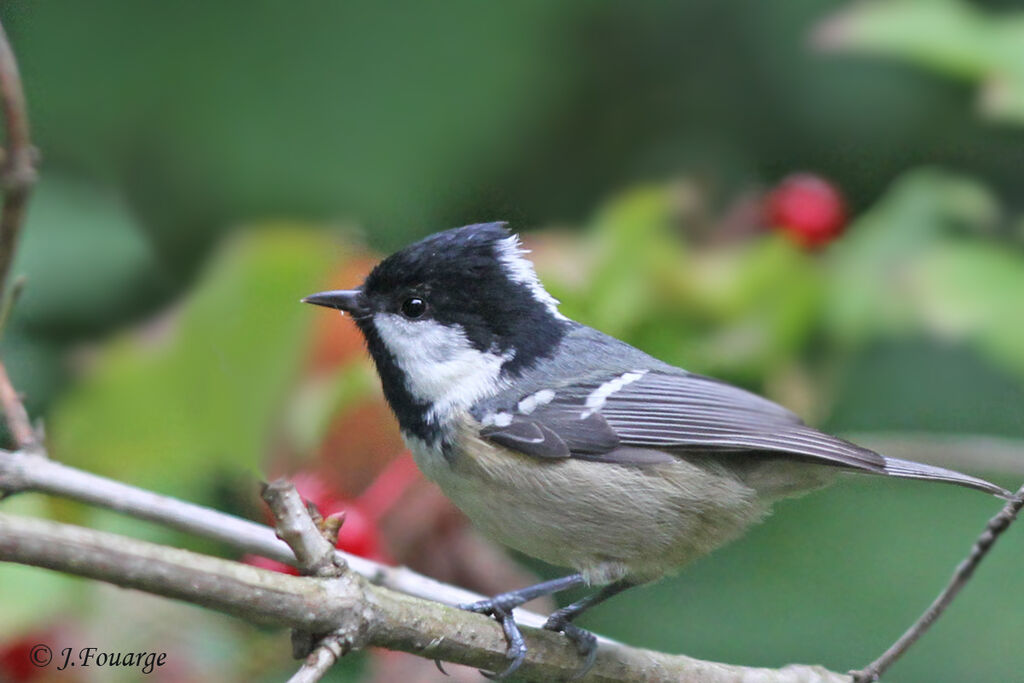 Mésange noire, identification