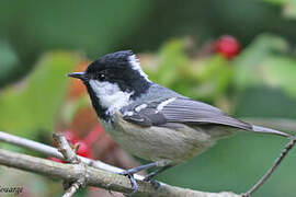 Coal Tit