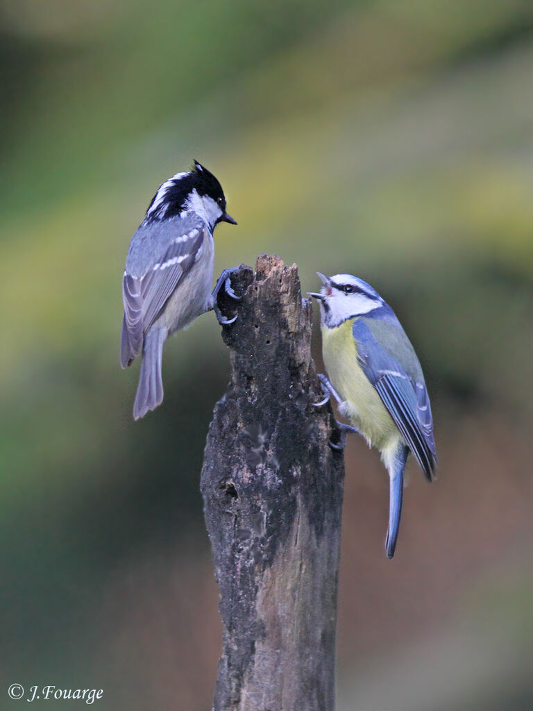 Coal Tit, identification, Behaviour