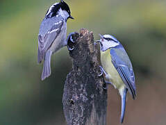 Coal Tit