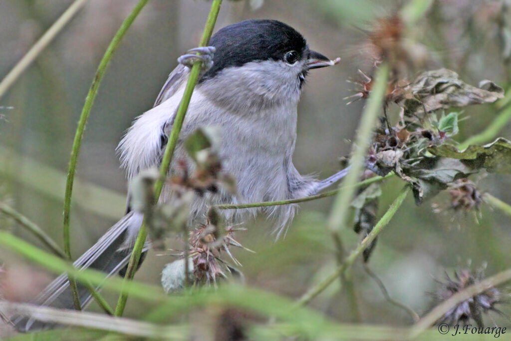 Mésange noire