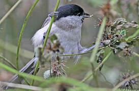 Coal Tit