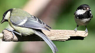 Coal Tit