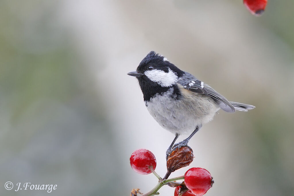 Coal Tit, identification, song