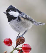 Coal Tit