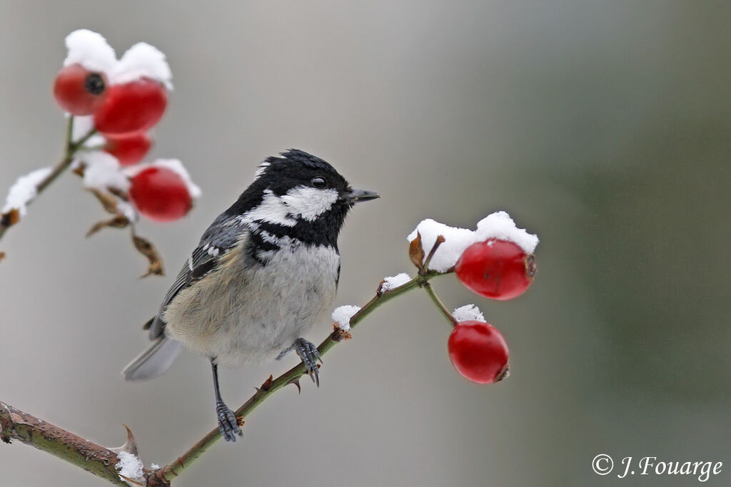 Coal Tit