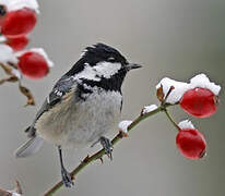 Coal Tit